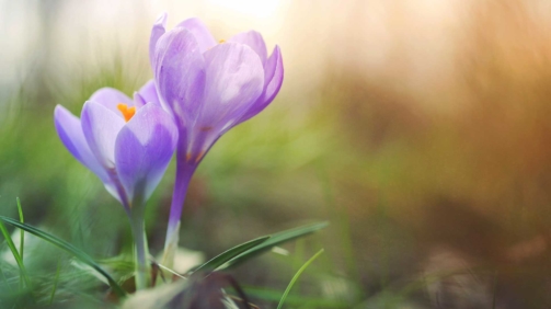 crocus_web