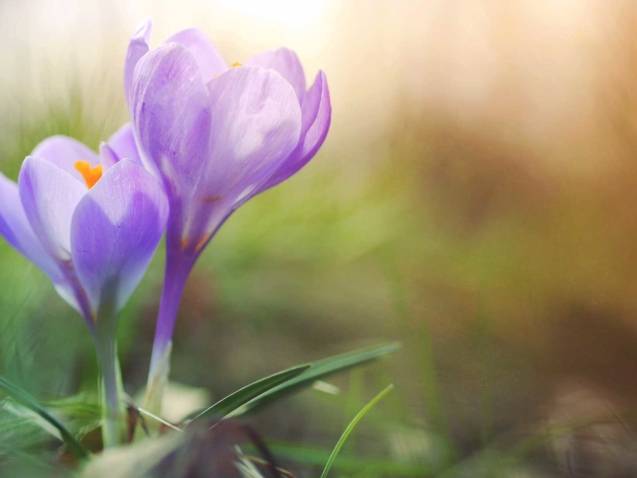 crocus_web