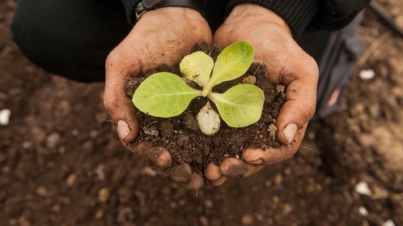 planting