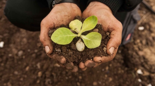 planting