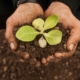 planting